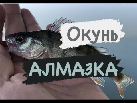 Видео: Ультралайтовая рыбалка на окуня озеро Алмазное (Алмазка). Рыбалка в Киеве летом 2021.