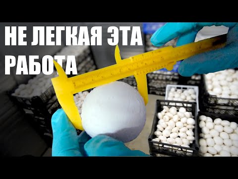 Видео: Выращивание шампиньонов, Бизнес с нуля. Работаем дома