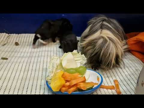 Видео: Сочный корм для морских свинок