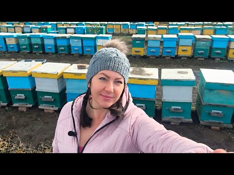 Видео: Покупні матки. Бджолярі і матководи - фінансовий інтерес. Де ховається якість? 