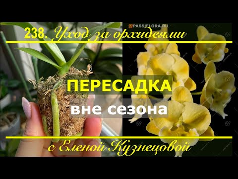 Видео: Весны ждать НЕ буду! Оставлять орхидею во мху НЕЛЬЗЯ