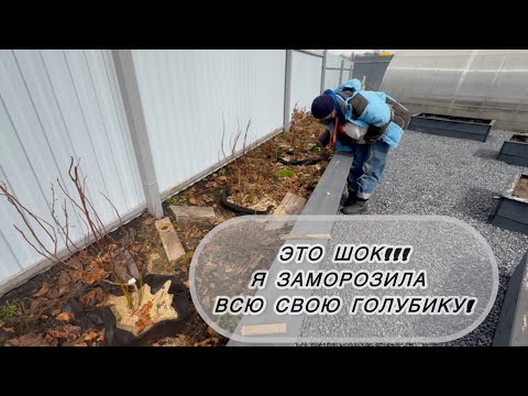 Видео: На даче 4.04.25 || ПРОГУЛКА ПО САДУ || 13.04 || открываю ежевику || большая потеря голубики.