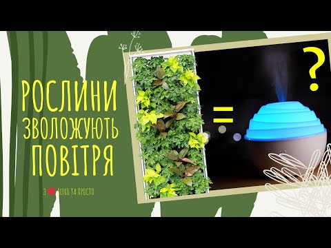 Видео: Які рослини 🌿 допомагають зволожити повітря в кімнаті? 💦🌿