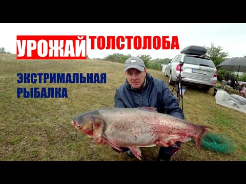 Видео: Рыбалка, Какой не Было Никогда 🐬🐬🐬 Урожай Толстолобов  / Fishing Video