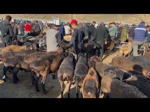 Видео: Уч-Коргон Кой базары КЫЗЫДЫГО БУГУН 19-Сентябрь