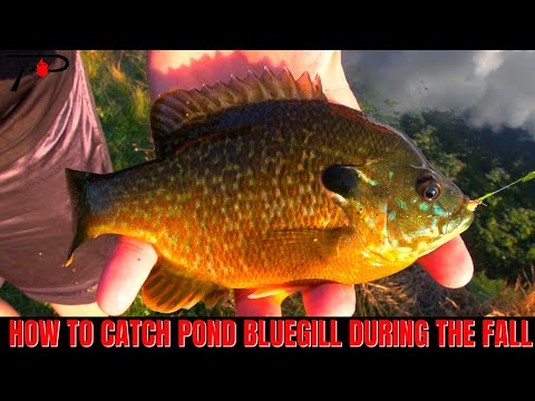 Видео: Как поймать синежаберного солнечника осенью