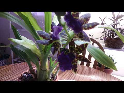 Видео: Zygopetalum в домашних условиях