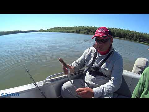 Видео: КВОЧИМ сома на КАЛЬМАРА!!!