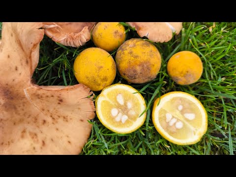 Видео: Опята и дикий лимон 8 декабря 2024г.