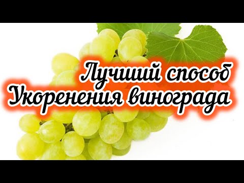 Видео: Укоренение черенков винограда.Сто процентный результат.