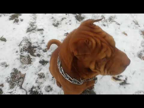 Видео: Собаководство и Кинология.Все о самой лучшей породе ШАР-ПЕЙ 2018  All about the Shar-Pei dog