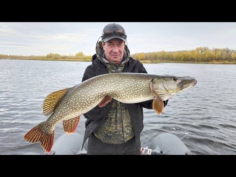Видео: 48.ВОЛГА 2024г. Осень. Ловля Щуки!  КОНКУРС!  Угадай вес щуки и получи приз!!!
