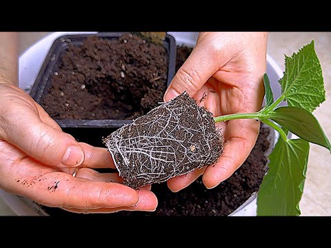 Видео: НЕ ПОВТОРЯЙТЕ ЭТИ ОШИБКИ ПРИ ВЫРАЩИВАНИИ РАССАДЫ ОГУРЦОВ!