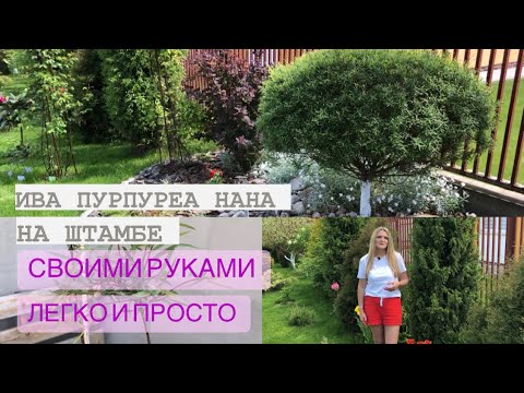 Видео: КАК СФОРМИРОВАТЬ ИВУ НА ШТАМБЕ? Salix Purpurea Nana