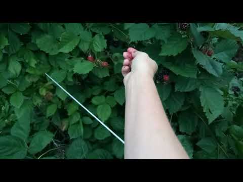 Видео: Ежевика 25 августа