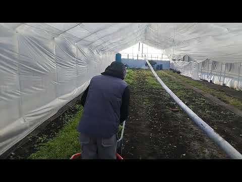 Видео: 21 января 2025 .