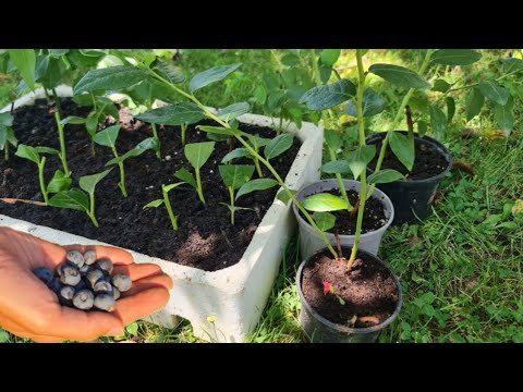 Видео: Размножение черники — это так просто!