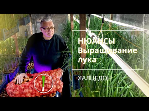 Видео: НЮАНСЫ ВЫРАЩИВАНИЯ.Лук халцедон на перо.(khaltsedon)