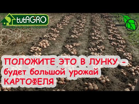 Видео: ПРИГОТОВЬТЕСЬ К БОЛЬШОМУ УРОЖАЮ! Что положить в лунку при посадке картофеля?