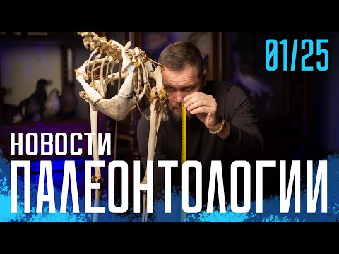 Видео: Новый динозавр описан по фотографии | Теплокровные акулы | Как бегали тероподы?