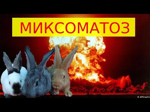 Видео: МИФЫ о лечении МИКСОМАТОЗА рассказываемые дилетантами/Вылеченные кролики мина замедленного действия