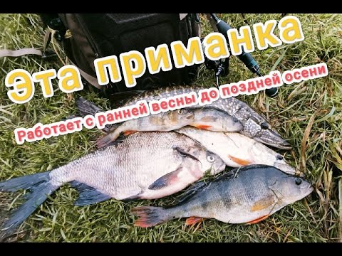 Видео: РЫБАЛКА НА ВЕРХНЕЙ ВОЛГЕ. МАЛЕНЬКИЕ ПРИМАНКИ ЛОВЯТ ПОЧТИ ЛЮБУЮ РЫБУ, ОКУНЯ, ЩУКУ, СУДАКА,ЛЕЩ