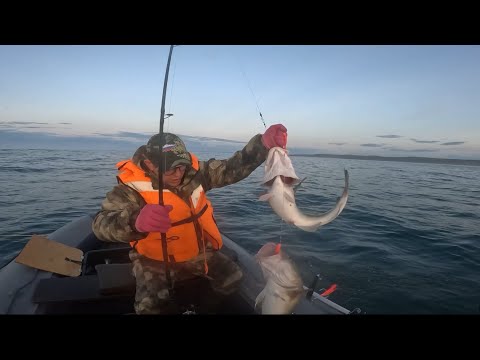 Видео: Часть 3. БАРЕНЦЕВО МОРЕ НАРВАЛИСЬ НА СТАЮ КРУПНОЙ ТРЕСКИ