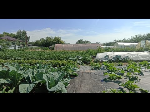 Видео: В такой почве всё растёт просто на глазах! Как подготовить грядки к посадке.