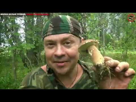 Видео: Волна белых грибов, конец июля, юг Подмосковья, Павелецкое направление