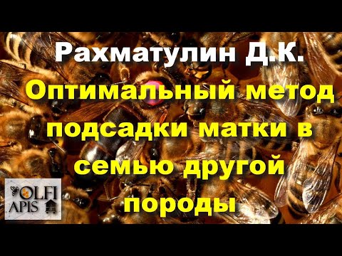 Видео: #Рахматулин Д.К. Оптимальный метод подсадки матки в семью другой породы