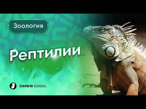 Видео: Тема №2: Рептилии
