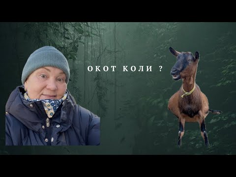 Видео: Очікування народження перших козенят.