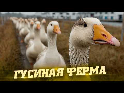 Видео: Гусиная ферма. Как это сделано