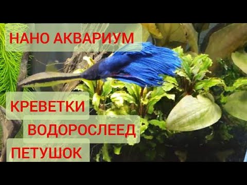 Видео: Нано аквариум. Креветки, Петушок, Водорослеед и стайка малышей.Весёлая компания в Нано аквариуме. В7