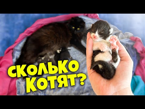 Видео: Беременная кошка рожает! Сколько котят родилось / SANI vlog