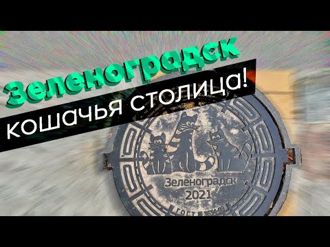 Видео: Зеленоградск - кошачья столица! / Зоткингид