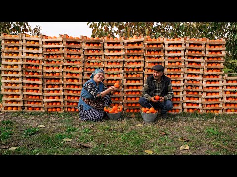 Видео: Последний Сбор Хурмы в Этом Году и Заготовка на Зиму