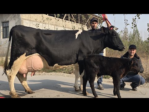 Видео: Tozza Rasisyki Ser sut Chempion Sigirlar So'raganlar Ishonarli joyidan Olib qoling 10 ноября 2025 г.