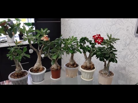 Видео: АДЕНИУМ. Интересные формы адениумов в моей коллекции на канале Светланы Чурбановой "Цветочная фея"