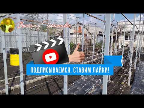 Видео: Моя шпалера для ПЛОТНОЙ посадки винограда .