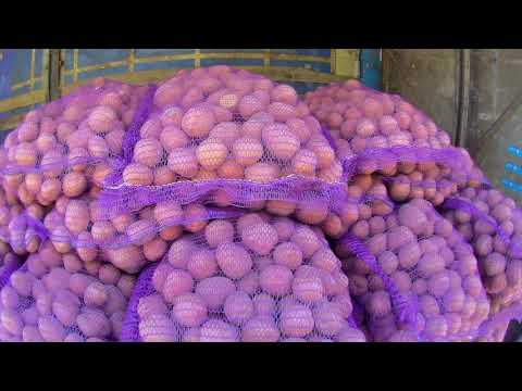 Видео: Ставим РЕКОРД по набору картофеля!