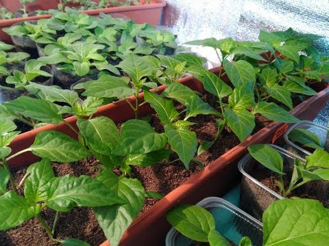 Видео: Обзор рассады. 10 апреля.