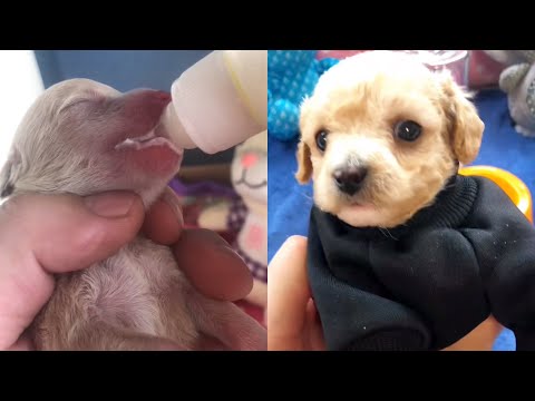 Видео: (3) Мужчина взял слабый щенок, позаботился об этом каждый день и, наконец, спас его.