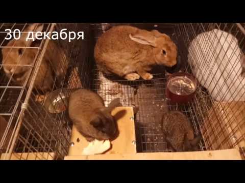 Видео: крольчатам от 14 дней до месяца