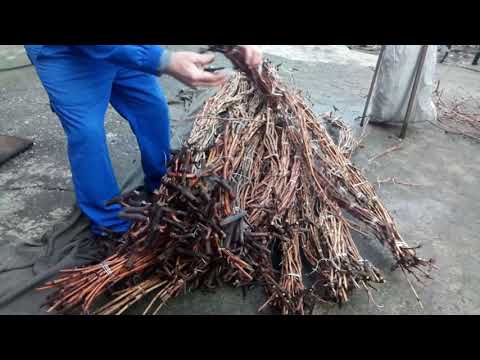 Видео: Виноградная лоза для саженцев.