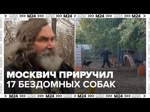 Видео: Москвич приручил 17 бездомных собак и разместил их на площадке для выгула - Москва 24