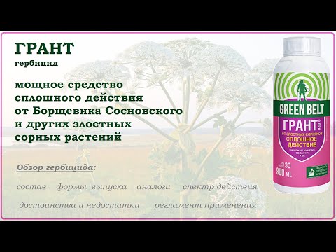 Видео: Грант - мощное средство от борщевика и других злостных сорняков. Обзор гербицида сплошного действия