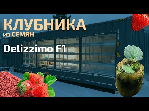 Видео: КЛУБНИКА F1 из семян. ПЛЮСЫ И МИНУСЫ для выращивания в контейнере.