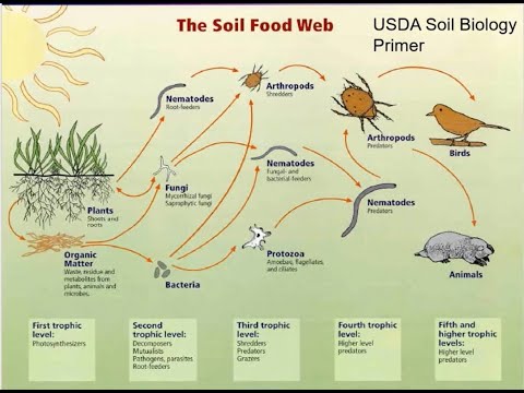 Видео: Илэйн Ингхэм, Пищевая Почвенная Сеть