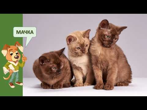 Видео: Домашни животни  /  Domasni zivotni